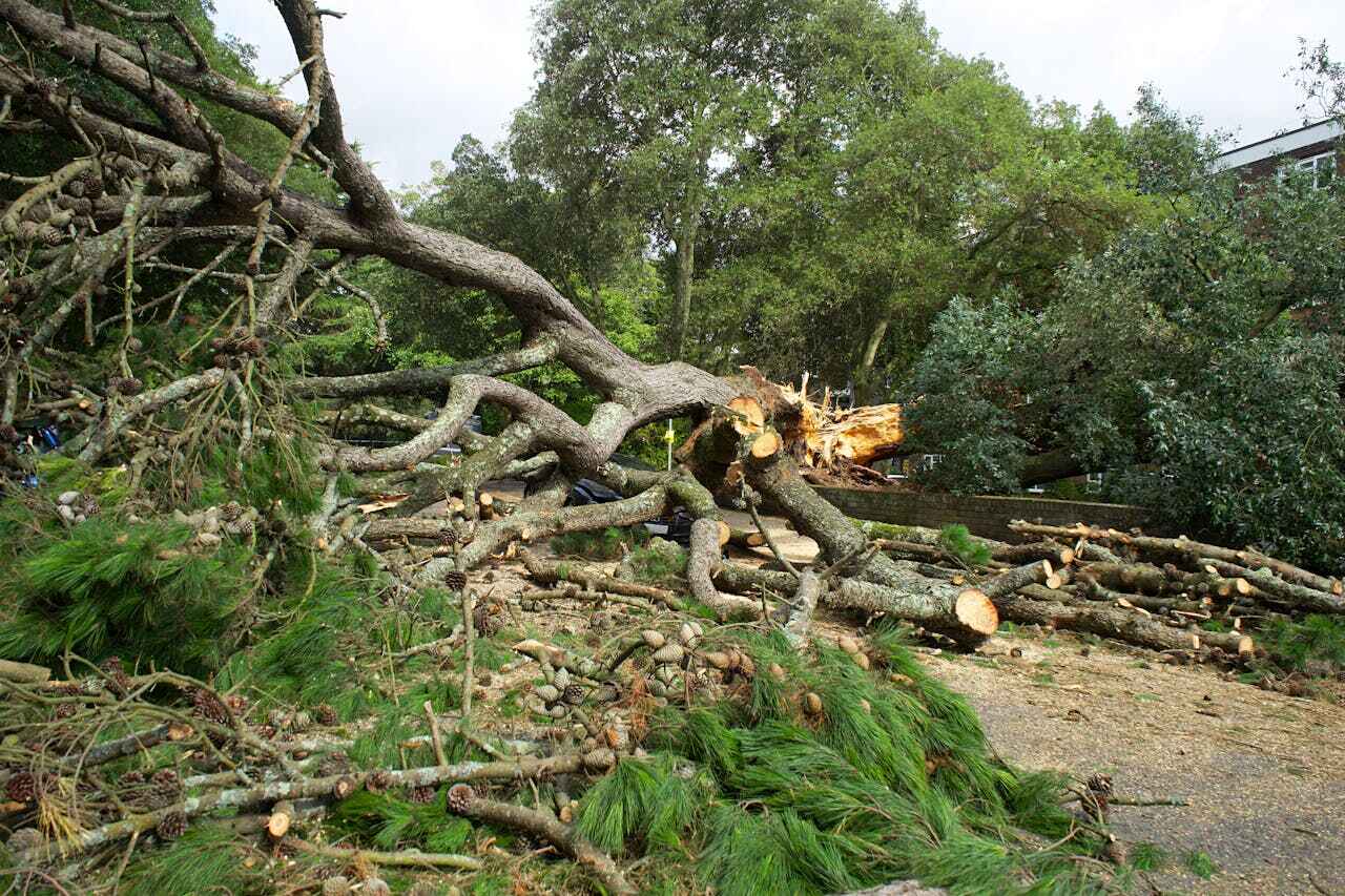 The Steps Involved in Our Tree Care Process in Riverview, MO